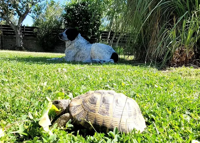 Prázdninový dům Domaine Du Prieure Avec Piscine Ancien Couvent & Presbytere *